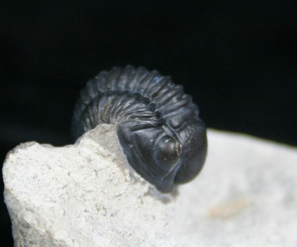 Nicely Preserved Gerastos Trilobite #4131